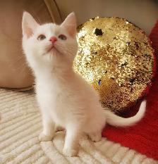 Ragdoll Kitten boy 9 weeks old - Photo 7