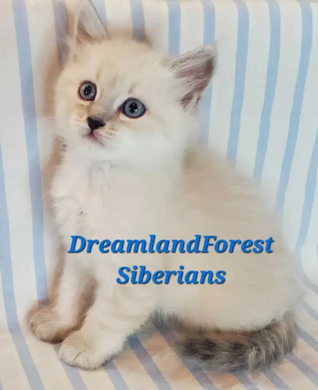 Hypoallergenic TICA Registered Siberian Kittens