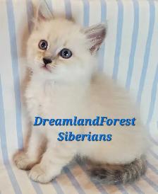 Hypoallergenic TICA Registered Siberian Kittens