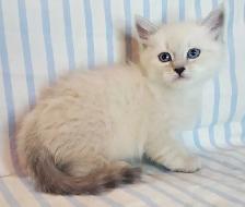 Hypoallergenic TICA Registered Siberian Kittens - Photo 2