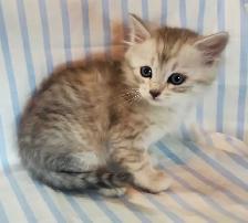 Hypoallergenic TICA Registered Siberian Kittens - Photo 3