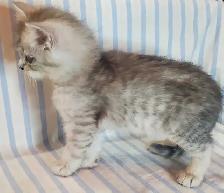 Hypoallergenic TICA Registered Siberian Kittens - Photo 4