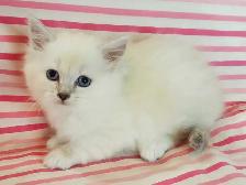 Hypoallergenic TICA Registered Siberian Kittens - Photo 6