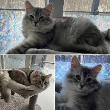 Hypoallergenic TICA Registered Siberian Kittens - Photo 8