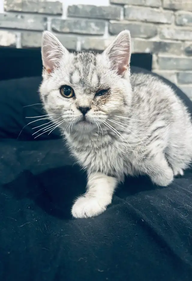 chaton scottish straight pure race male