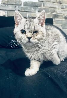 chaton scottish straight pure race male