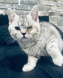 chaton scottish straight pure race male - Photo 2