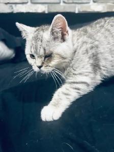 chaton scottish straight pure race male - Photo 3