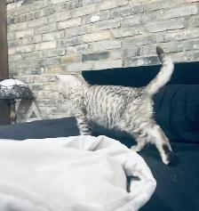 chaton scottish straight pure race male - Photo 4