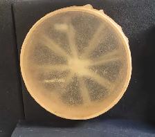 Native hand drum (31610863)