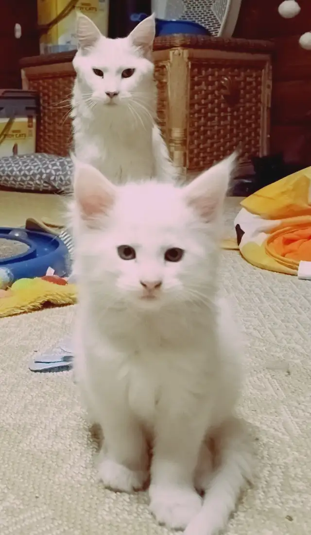 Maine Coon Kittens