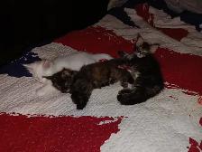 Maine Coon Kittens - Photo 2