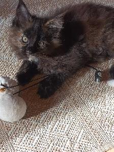 Maine Coon Kittens - Photo 3