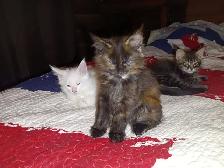 Maine Coon Kittens - Photo 4