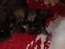 Maine Coon Kittens - Photo 5