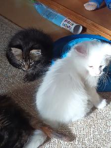 Maine Coon Kittens - Photo 6