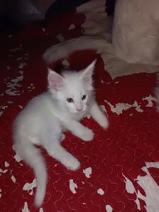 Maine Coon Kittens - Photo 7