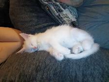 Maine Coon Kittens - Photo 8