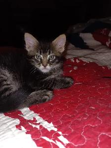 Maine Coon Kittens - Photo 9