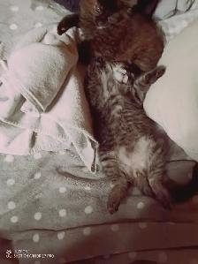 Maine Coon Kittens - Photo 10