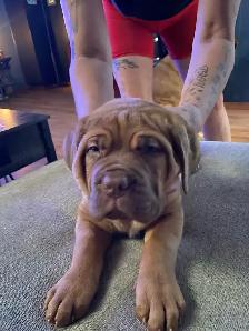 French mastiff