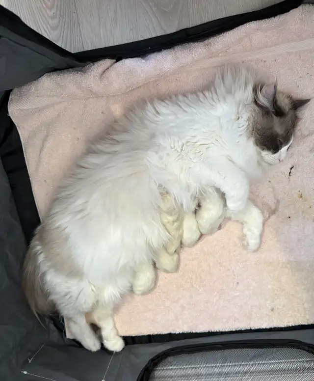 Purebred Ragdoll Kittens