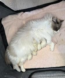 Purebred Ragdoll Kittens