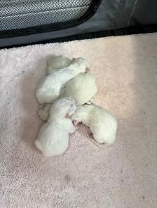 Purebred Ragdoll Kittens - Photo 2