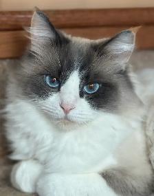 Purebred Ragdoll Kittens - Photo 3