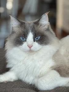 Purebred Ragdoll Kittens - Photo 4