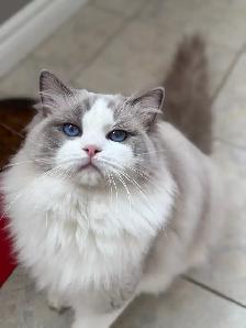 Purebred Ragdoll Kittens - Photo 5