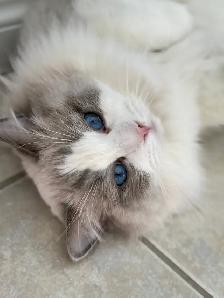 Purebred Ragdoll Kittens - Photo 6