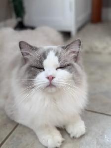 Purebred Ragdoll Kittens - Photo 7