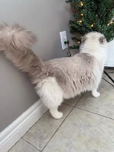 Purebred Ragdoll Kittens - Photo 8