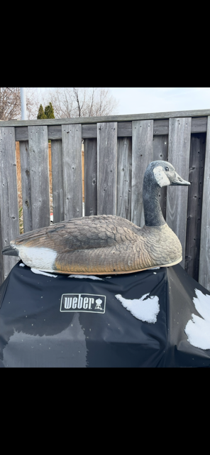 Canada Goose shell decoys