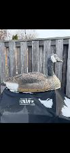 Canada Goose shell decoys