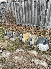 Canada Goose shell decoys - Photo 6