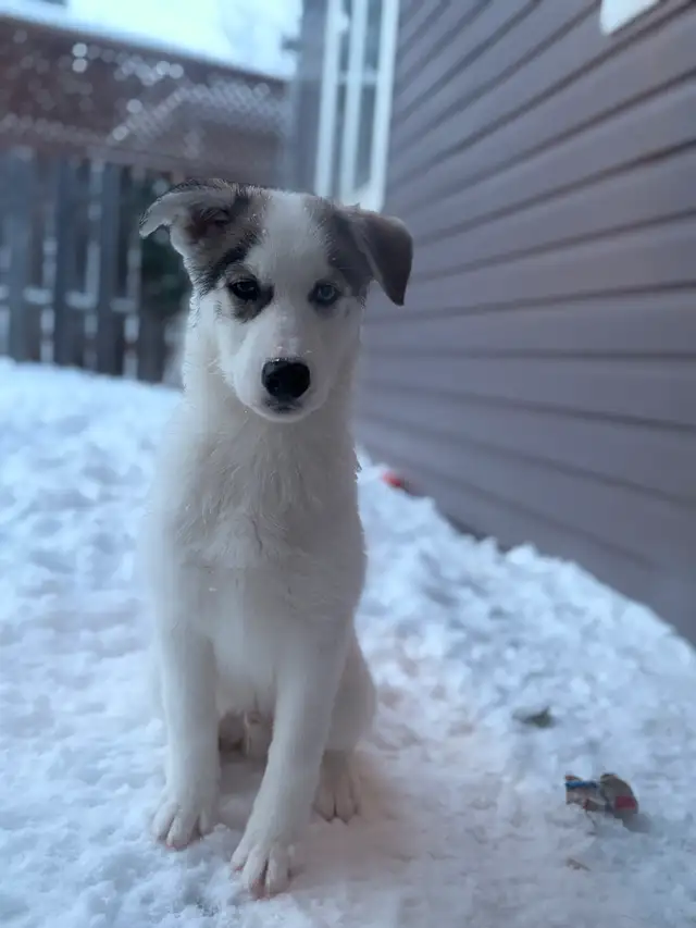 Chiot husky