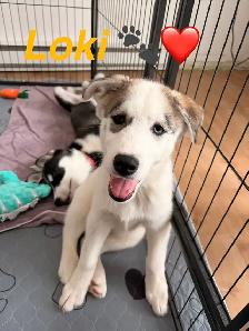 Chiot husky - Photo 2