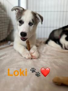 Chiot husky - Photo 3