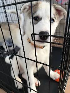 Chiot husky - Photo 4