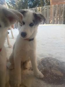Chiot husky - Photo 6