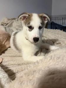 Chiot husky - Photo 7