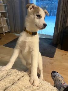 Chiot husky - Photo 8