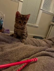Bengal Kitten for Sale $150.00 10 weeks old