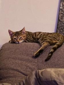 Bengal Kitten for Sale $150.00 10 weeks old - Photo 2