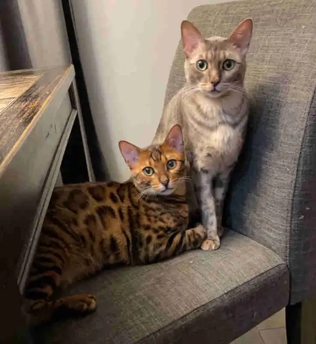2 Bengal brothers to rehome