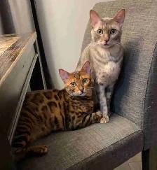 2 Bengal brothers to rehome