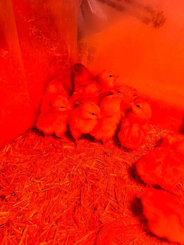 Lohmann Chicks- Females- Vaccinated-Lay at 19 weeks
