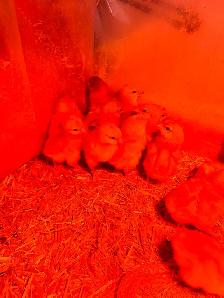 Lohmann Chicks- Females- Vaccinated-Lay at 19 weeks